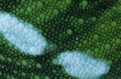Ingo Arndt - Panther Chameleon detail of scales, Madagascar