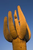 Ingo Arndt - Saguaro cactus, Saguaro National Park, Arizona