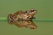 Ingo Arndt - Common Frog on partially submerged leaf, Europe