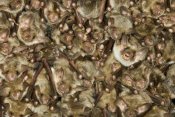 Ingo Arndt - Greater Mouse-eared Bat colony roosting, Germany