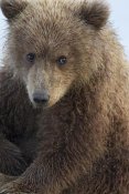Ingo Arndt - Grizzly Bear cub, Lake Clark National Park, Alaska