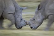 Ingo Arndt - White Rhinoceros males fighting, Lake Nakuru, Kenya