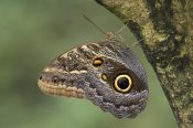Ingo Arndt - Owl Butterfly perched upside down on tree, Costa Rica