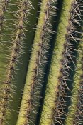 Ingo Arndt - Saguaro cactus spines, Saguaro National Park, Arizona