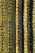 Ingo Arndt - Saguaro cactus spines, Saguaro National Park, Arizona