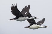 Ingo Arndt - Blue-eyed Cormorant pair flying, South Georgia Island
