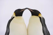 Ingo Arndt - Emperor Penguin pair courting, Weddell Sea, Antarctica