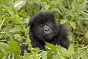 Ingo Arndt - Mountain Gorilla juvenile, Parc National Des Volcans, Rwanda