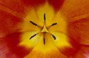 Ingo Arndt - Tulip detail showing pistil and stamens, cultivated worldwide