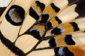 Ingo Arndt - Common Lime butterfly wing detail showing false eyespot, Asia