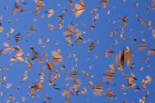 Ingo Arndt - Monarch butterflies flying during a warm day, Michoacan, Mexico