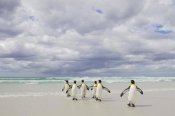 Ingo Arndt - King Penguin group returning from sea, Volunteer Point, Falkland Islands