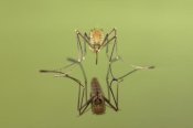 Ingo Arndt - Mosquito freshly hatched sitting on water surface with reflection, Germany