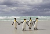 Ingo Arndt - King Penguin group returning from the sea, Volunteer Point, Falkland Islands
