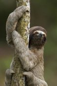 Ingo Arndt - Brown-throated Three-toed Sloth climbing up a tree trunk, Amazon ecosystem, Peru