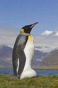 Ingo Arndt - King Penguin incubating egg balanced on its feet, King Edward Point, South Georgia Island