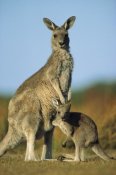 Ingo Arndt - Eastern Grey Kangaroo joey reaching into mother's pouch, Wilson's Promontory National Park, Australia