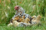 Jan Baks - Fowl with chicks