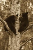 Matthias Breiter - Black Bear two cubs in tree, Orr, Minnesota