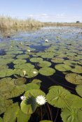 Matthias Breiter - Water Lily flowering, Okavango Delta, Botswana