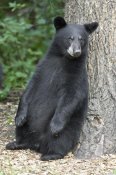 Matthias Breiter - Black Bear cub leaning against tree, Orr, Minnesota