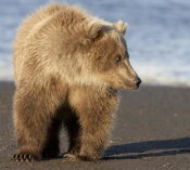 Matthias Breiter - Grizzly Bear yearling, Katmai National Park, Alaska