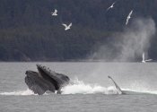 Matthias Breiter - Humpback Whale bubble net feeding near Juneau, Alaska