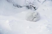 Matthias Breiter - Arctic Fox curled up in the snow, Churchill, Manitoba, Canada
