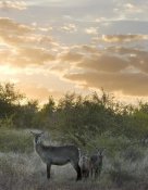 Matthias Breiter - Waterbuck mother and calf, Kruger National Park, South Africa