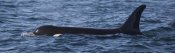 Matthias Breiter - Orca surfacing showing dorsal fin in Queen Charlotte Sound, Canada