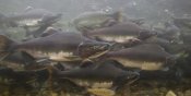 Matthias Breiter - Pink Salmon swimming during migration, Indian River, Sitka, Alaska