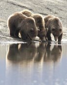 Matthias Breiter - Grizzly Bear mother and yearling cubs drinking, Katmai National Park, Alaska