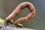 James Christensen - Looper Moth caterpillar crawling, Mindo, western slope of Andes, Ecuador