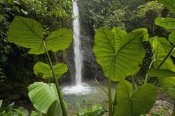 Murray Cooper - Waterfall in lowland tropical rainforest, Ecuador