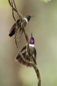 Murray Cooper - Amethyst-throated Sunangel males diplaying, Ecuador
