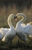 Flip De Nooyer - Mute Swan pair courting, Europe
