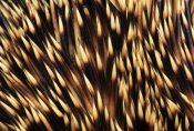 Flip De Nooyer - Brown-breasted Hedgehog detail of spines, Europe