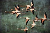 Tui De Roy - Greater Flamingo group courtship flight, Punta Cormorant, Floreana Island, Galapagos Islands, Ecuador