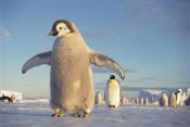Tui De Roy - Emperor Penguin chick on fast ice, No-name Rookery, Princess Martha Coast, Weddell Sea, Antarctica
