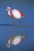 Tui De Roy - Puna Flamingo wading, Laguna Colorada, Bolivia