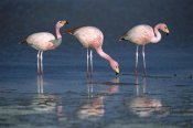 Tui De Roy - Puna Flamingos drinking from freshwater springs, Laguna Colorada, Bolivia