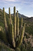 Tui De Roy - Common Raven perching in Cardon cactus, Santa Catalina Island, Sea of Cortez, Baja California, Mexico