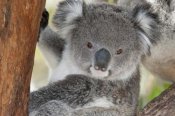Tui De Roy - Koala, Victoria, Australia