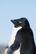 Tui De Roy - Adelie Penguin, Prydz Bay, eastern Antarctica