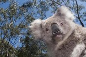 Tui De Roy - Koala in Gum Tree forest, Victoria, Australia