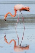 Tui De Roy - Greater Flamingo foraging, Galapagos Islands, Ecuador
