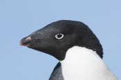 Tui De Roy - Adelie Penguin portrait, Prydz Bay, eastern Antarctica