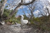 Tui De Roy - Nazca Booby with chick in nest, Galapagos Islands, Ecuador