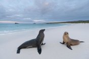 Tui De Roy - Galapagos Sea Lion pair on beach, Galapagos Islands, Ecuador