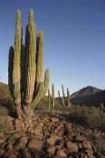 Tui De Roy - Cardon Cacti in dry arroyo, Sea of Cortez, Baja California, Mexico